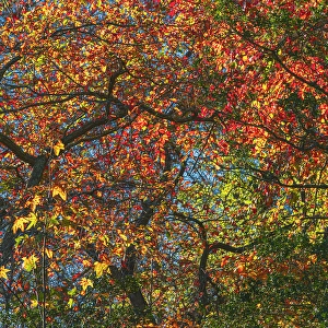 Jay Obrien Prints: USA, New Jersey, Pine Barrens National Preserve