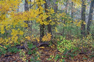 Jay Obrien Prints: USA, New Jersey, Pine Barrens National Preserve
