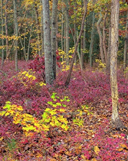 Jay Obrien Prints: USA, New Jersey, Pine Barrens National Preserve