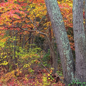 Jay Obrien Prints: USA, New Jersey, Pine Barrens National Preserve