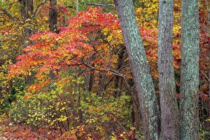 Jay Obrien Prints: USA, New Jersey, Pine Barrens National Preserve