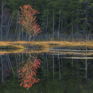Images Dated 22nd April 2024: USA, New Jersey, Pine Barrens National Preserve. Spring forest reflections in pond