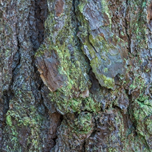 Images Dated 22nd April 2024: USA, New Jersey, Pine Barrens National Preserve. Close-up of tree bark