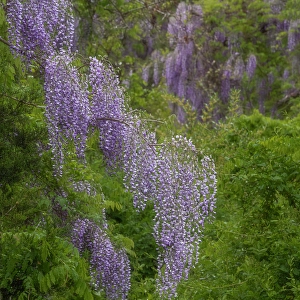 Jay Obrien Prints: USA, New Jersey, Pine Barrens National Preserve. Wisteria flowers in forest