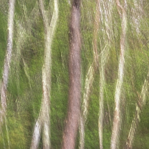 Jay Obrien Prints: USA, New Jersey, Pine Barrens National Preserve. Abstract motion of forest trees