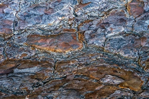 Jay Obrien Prints: USA, New Jersey, Pine Barrens National Preserve. Close-up of tree bark