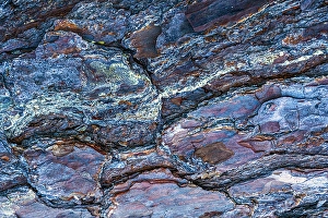 Jay Obrien Prints: USA, New Jersey, Pine Barrens National Preserve. Close-up of tree bark