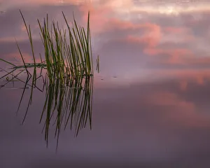 Reed Prints: USA, New Jersey, Pine Barrens. Sunset on lake reeds. Credit as