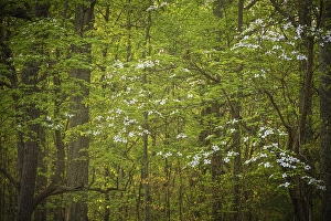 Jay Obrien Prints: USA, New Jersey, Pinelands National Preserve. Dogwood trees with white flowers