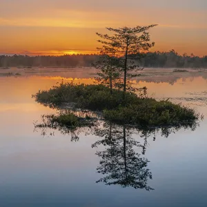 Images Dated 16th February 2022: USA, New Jersey, Pinelands National Reserve. Sunrise reflections in marsh