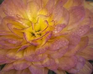 Images Dated 8th June 2020: USA, New Jersey, Rio Grande. Mum flower close-up. Credit as