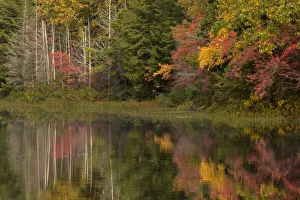 Images Dated 16th July 2020: USA, New Jersey, Wharton State Forest. Lake and forest in autumn