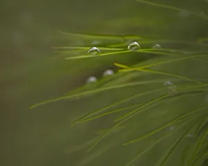 Images Dated 16th July 2020: USA, New Jersey, Wharton State Forest. Close-up of dew on grass