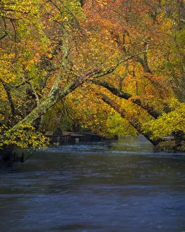 Images Dated 16th July 2020: USA, New Jersey, Wharton State Forest. River and forest in autumn