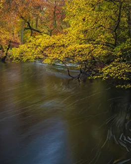 Images Dated 8th June 2020: USA, New Jersey, Wharton State Forest. River and forest in autumn