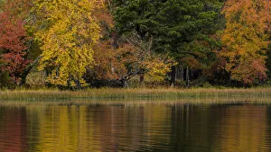 Images Dated 16th July 2020: USA, New Jersey, Wharton State Forest. Lake and forest in autumn