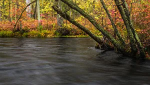 Images Dated 16th July 2020: USA, New Jersey, Wharton State Forest. River and forest in autumn