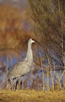 Images Dated 26th June 2007: USA, New Mexica, Bosque del Apache NWR. Sandhill Crane along wetland bank (Grus canadensis)