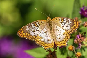 Images Dated 15th November 2021: USA, New Mexico, ABQ BioPark Botanic Garden. White peacock butterfly close-up