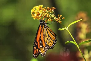 Images Dated 27th October 2023: USA, New Mexico, ABQ BioPark Botanic Garden. Monarch butterfly on flower