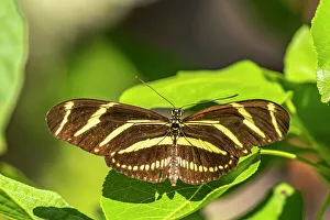 Images Dated 15th November 2021: USA, New Mexico, ABQ BioPark Botanic Garden. Zebra long-wing butterfly on flower