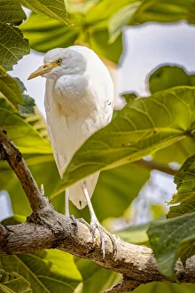 Images Dated 12th November 2021: USA, New Mexico, Alamogordo, Alameda Park Zoo. Cattle egret in tree