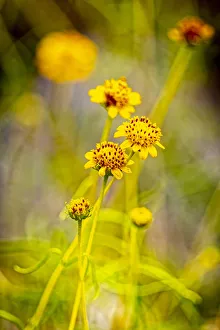 Images Dated 12th November 2021: USA, New Mexico, Alamogordo. Close-up of wildflowers
