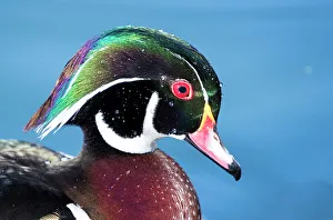 Images Dated 18th November 2022: USA, New Mexico, Albuquerque. Male wood duck
