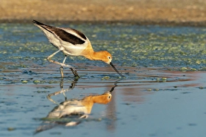 Prints of USA, New Mexico. American avocet feeding in marsh Images Dated 2024 November: USA, New Mexico. American avocet feeding in marsh