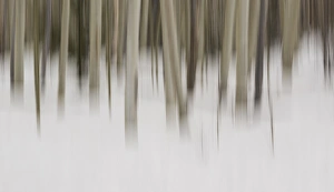 Images Dated 28th March 2012: USA, New Mexico. Artistic Blur of Aspen Trees in Snow