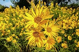 Images Dated 15th November 2021: USA, New Mexico, Bernalillo County. Close-up of sunflowers
