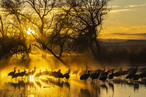Images Dated 2021 April: USA, New Mexico, Bernardo Wildlife Management Area. Sandhill cranes in water on foggy