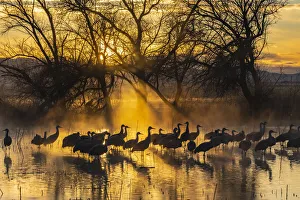 Images Dated 17th April 2021: USA, New Mexico, Bernardo Wildlife Management Area. Sandhill cranes in water on foggy