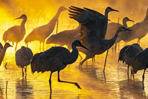 USA, New Mexico, Bernardo Wildlife Management Area. Sandhill cranes in water on foggy