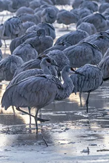 Images Dated 8th October 2021: USA, New Mexico, Bernardo Wildlife Management Area. Sandhill cranes in icy water on foggy