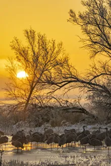 Images Dated 17th April 2021: USA, New Mexico, Bernardo Wildlife Management Area. Sandhill cranes in icy water on foggy
