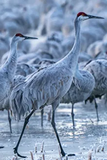 Images Dated 8th October 2021: USA, New Mexico, Bernardo Wildlife Management Area. Sandhill cranes in icy water