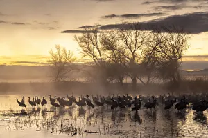 Images Dated 17th April 2021: USA, New Mexico, Bernardo Wildlife Management Area. Sandhill cranes in water on foggy