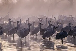 Images Dated 8th October 2021: USA, New Mexico, Bernardo Wildlife Management Area. Sandhill cranes and foggy sunrise