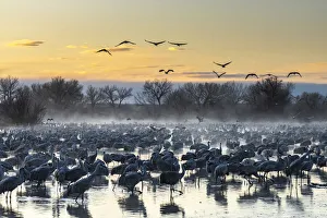 Images Dated 17th April 2021: USA, New Mexico, Bernardo Wildlife Management Area. Sandhill cranes in water on foggy