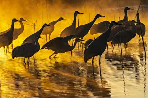 Images Dated 8th October 2021: USA, New Mexico, Bernardo Wildlife Management Area. Sandhill cranes in water on foggy