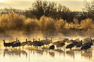 Images Dated 17th April 2021: USA, New Mexico, Bernardo Wildlife Management Area. Sandhill cranes in water on foggy