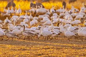 Images Dated 8th October 2021: USA, New Mexico, Bernardo Wildlife Management Area. Snow geese feeding at sunset