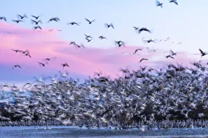 Images Dated 17th April 2021: USA, New Mexico, Bernardo Wildlife Management Area. Snow geese take flight over sandhill