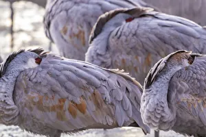 Images Dated 10th February 2022: USA, New Mexico, Bernardo Wildlife Management Area. Sandhill cranes sleeping at dawn