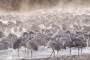 Images Dated 10th February 2022: USA, New Mexico, Bernardo Wildlife Management Area