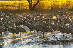 USA, New Mexico, Bernardo Wildlife Management Area. Sandhill cranes at dawn in partially frozen pond