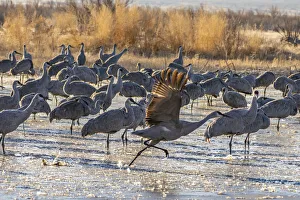 Images Dated 2nd July 2021: USA, New Mexico, Bernardo Wildlife Management Area