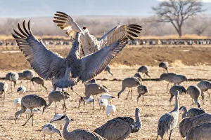 Images Dated 10th February 2022: USA, New Mexico, Bernardo Wildlife Management Area