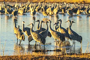USA, New Mexico, Bernardo Wildlife Management Area. Sandhill cranes at dawn in pond